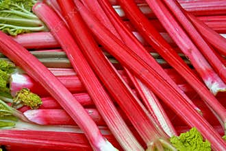 Rhubarb