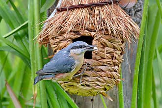 Eurasian Nuthatch