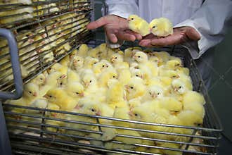 Baby Chicken