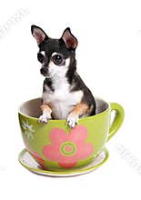 Tiny dog in big tea cup