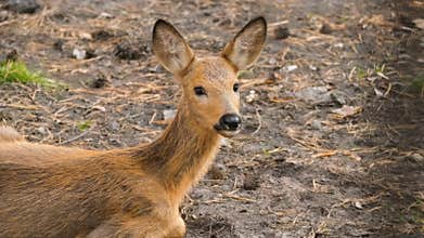 Adorable little roe capreolus deer female sitting on ground. Beautiful fauna.