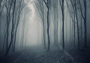 Elegant forest with fog