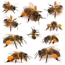 Composition of Western honey bees
