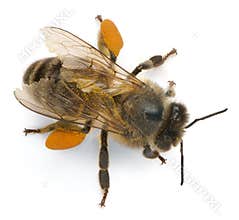 Western honey bee or European honey bee, Apis