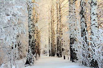 Winter birch woods in morning light