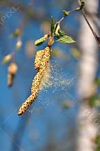 Birch Pollen