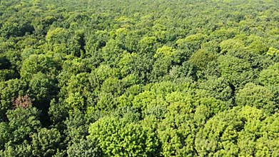 Dense green forest, deciduous trees, drone flying over the treetops. Morning forest landscape.