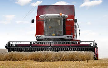 Combine harvesting wheat