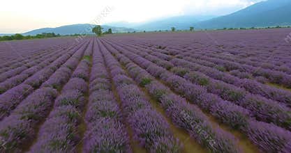 Lavender field