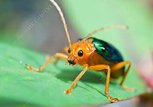 Bombardier Beetle