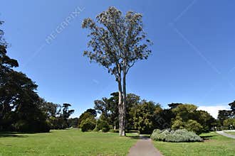 Olivia the Tasmanian blue gum, 1.