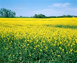Canola Farm Field, Saskatchewan Canada