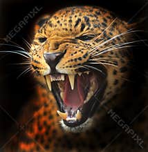 Amur Leopard
