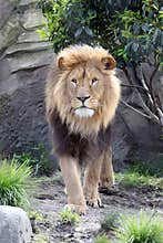 Lion (Panthera Leo)