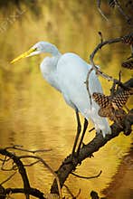Snowy Egret