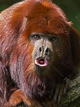 Howler monkey