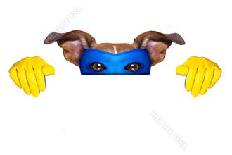 Super hero dog