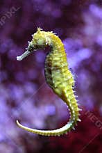 Yellow sea horse