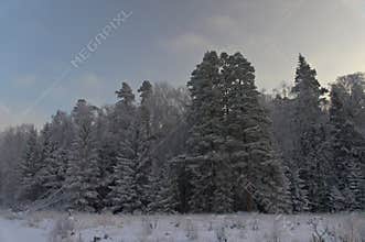 Wall of snow-covered coniferous forest