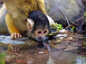 Water drinking monkey