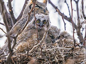 A wide eyed and curious baby owl looking intently at the viewer from its nest.