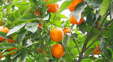 Orange tree