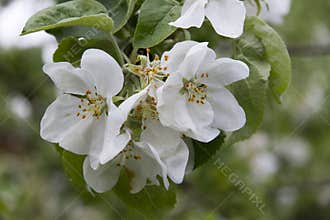 White apple tree blossoms, close up