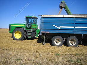 Loading trucks during harvest