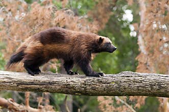 Wolverine