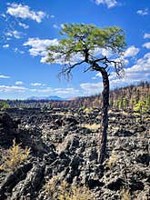Life endures at Sunset Crater Volcano National Monument in Arizona