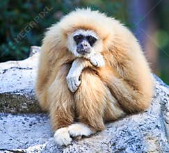 White gibbon