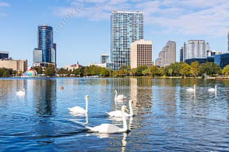 Orlando skyline at Lake Eola Park with swans downtown in fall season in Florida in the United States