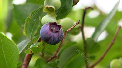 Blueberries on bush