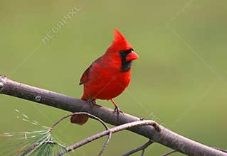 Bird - Male Northern Cardinal