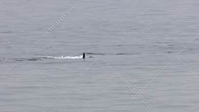Endangered right whale off coast of Cape Cod; 4