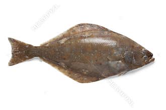 Fresh halibut fish