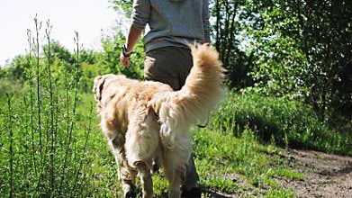 Adorable golden retriever dog outdoors