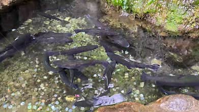 a flock of blue fish swim in the pool outside