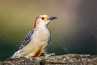 Red-Bellied Woodpecker On A Log Looking For Food