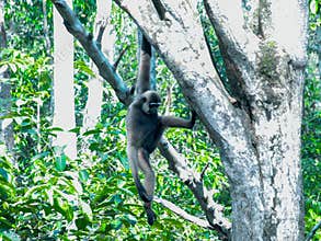Borneo Gibbon (Hylobates muelleri), Primate gray gibbon Hylobates funereus in the gibbon family Hylobatidae.