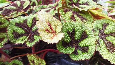 Iron cross begonia plant or begonia masoniana is a type of begonia ornamental plant