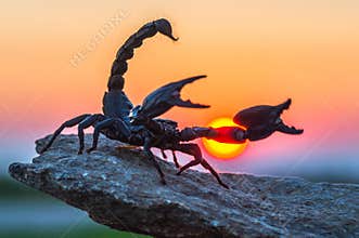 Emperor Scorpion