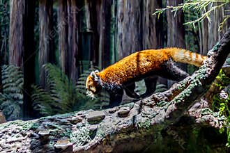 An Adorable Red Panda (Ailurus fulgens).
