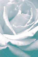 Purity
