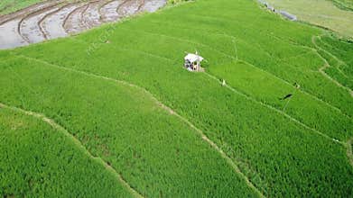 erial panorama of agrarian rice fields landscape in the village of Central Java,
