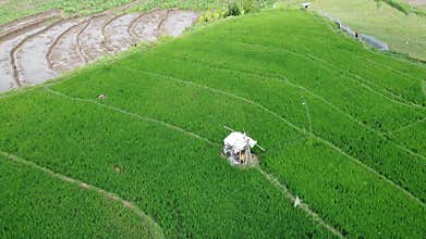 erial panorama of agrarian rice fields landscape in the village of Central Java,
