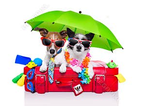 Holiday dogs