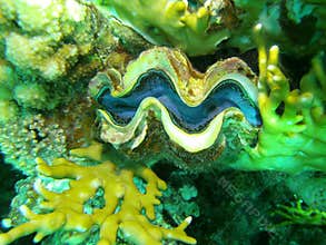 Giant / Tridacna gigas