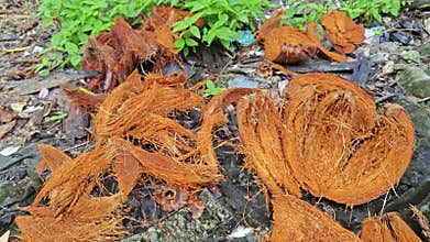 dump coconut fruit waste after being consumed.