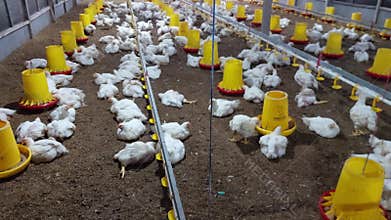 Chicken coop with many broiler chickens resting on the floor.